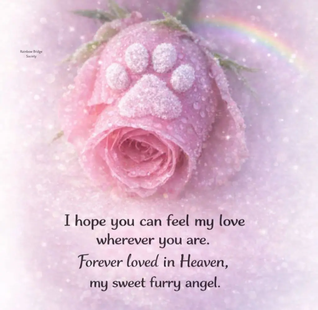 Condolence image of ✨️Dobranoc✨️ nasz najdroższy Jackusiu♥️