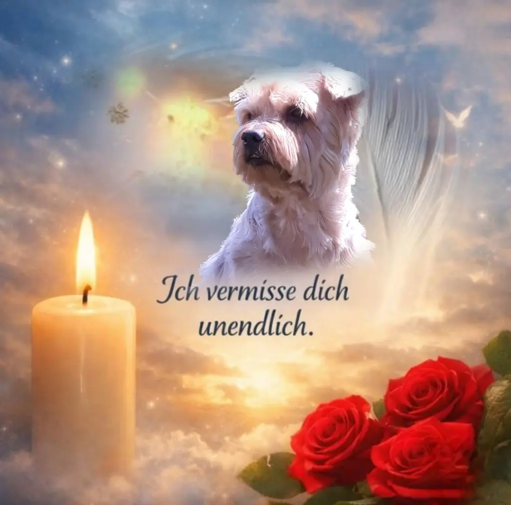 Condolence image of ✨️Dobranoc✨️ nasz najdroższy Jackusiu♥️