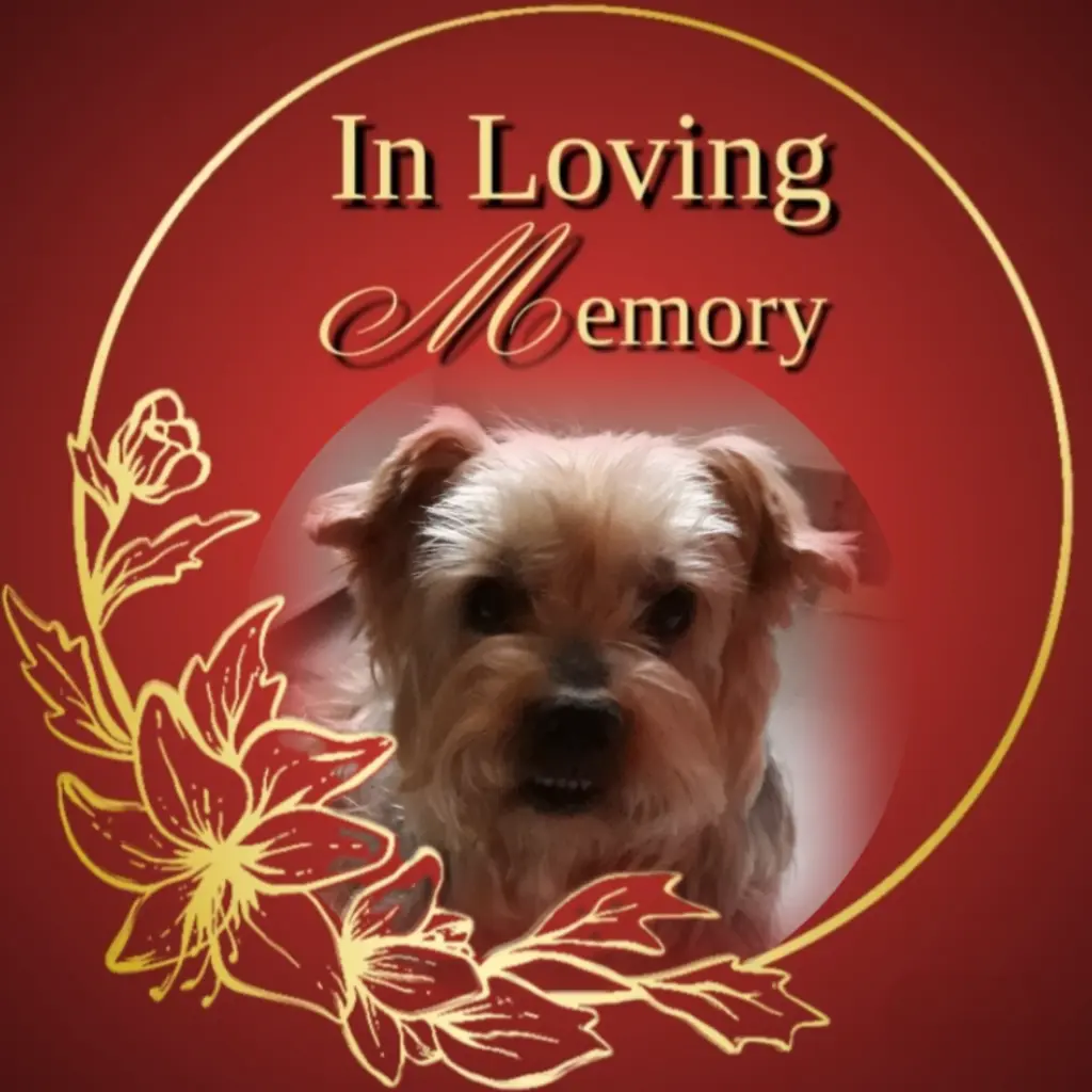 Condolence image of 39 Monate ohne Dich♥️ liebster Jackuś♥️