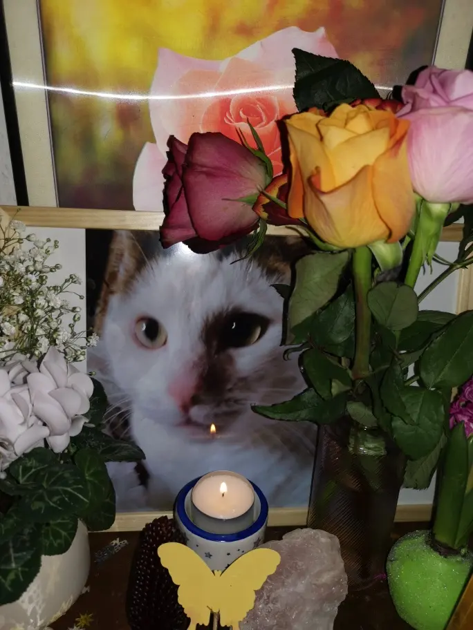 Condolence image of von Olena mit Lesik für immer im Herzen ❤️