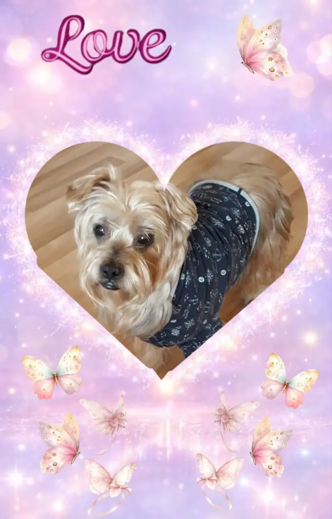 Condolence image of 172.Tygodnie....Bez Ciebie❤️⭐️🐕💋💋💋🫶🫶🫶