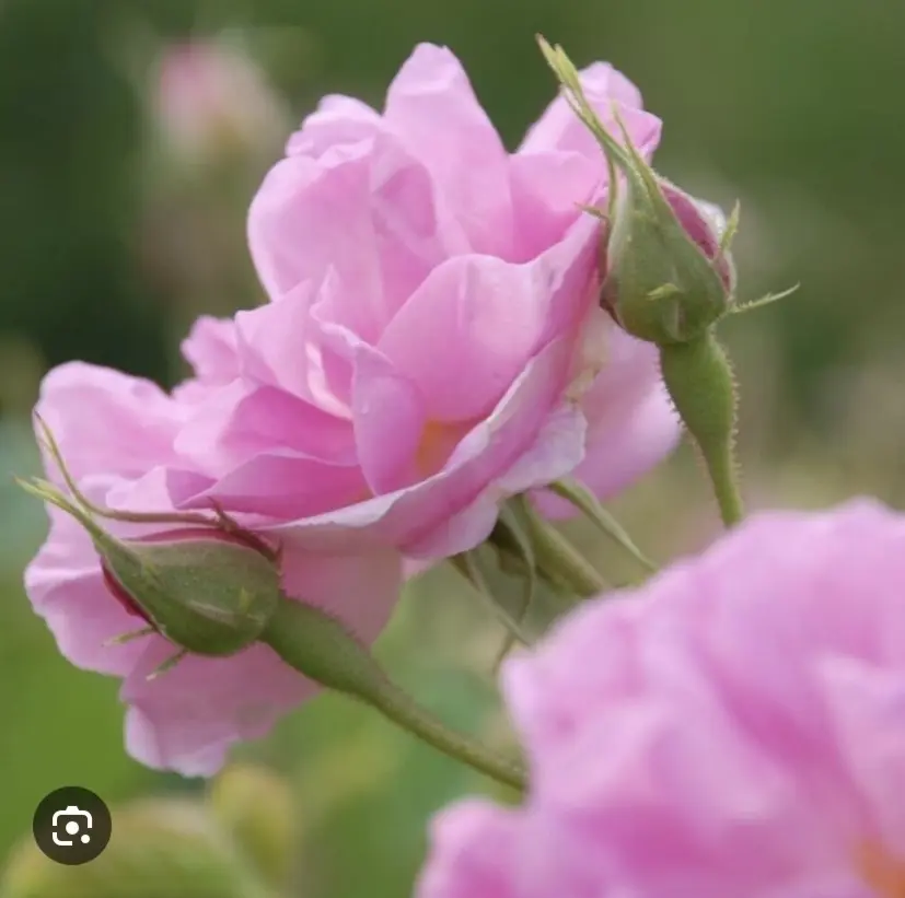 Condolence image of Wenke mit Lilli im❤️