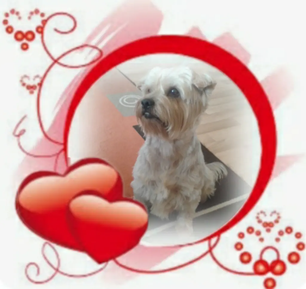 Condolence image of Sonntag, 176 Wochen ohne Dich♥️ liebster Jackuś♥️