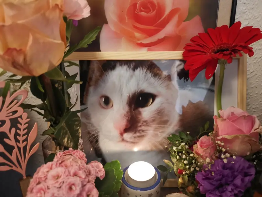 Condolence image of Olena mit Lesik für immer im Herzen ❤️