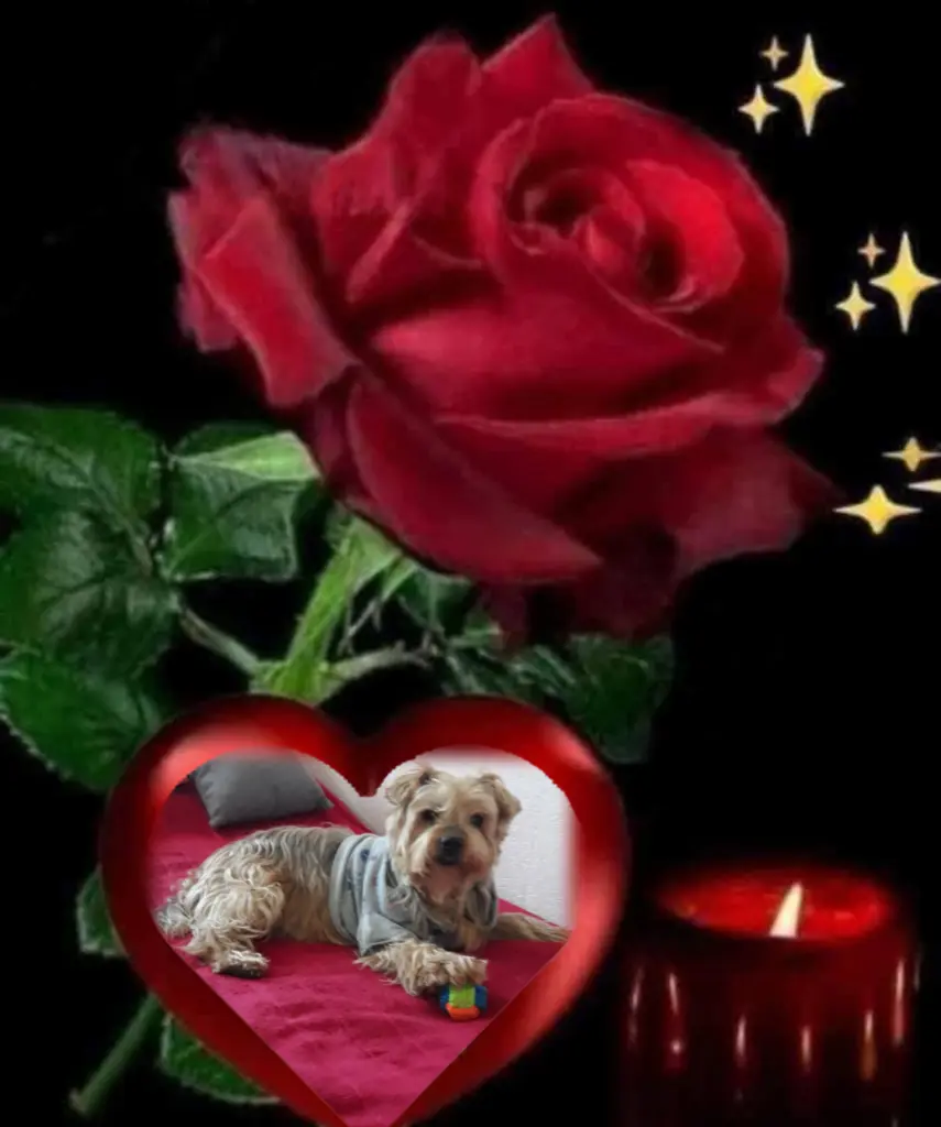 Condolence image of ✨️Dobranoc✨️ nasz najdroższy Jackusiu♥️