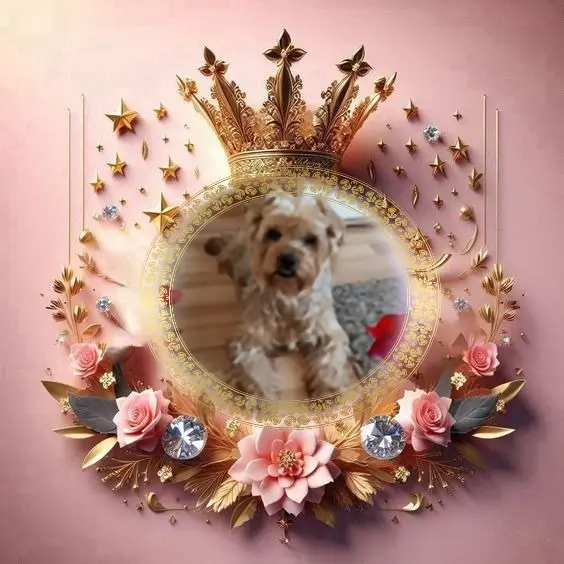 Condolence image of 184.Tygodnie...Bez Ciebie❤️🐕⭐️🫶🫶🫶💋💋💋