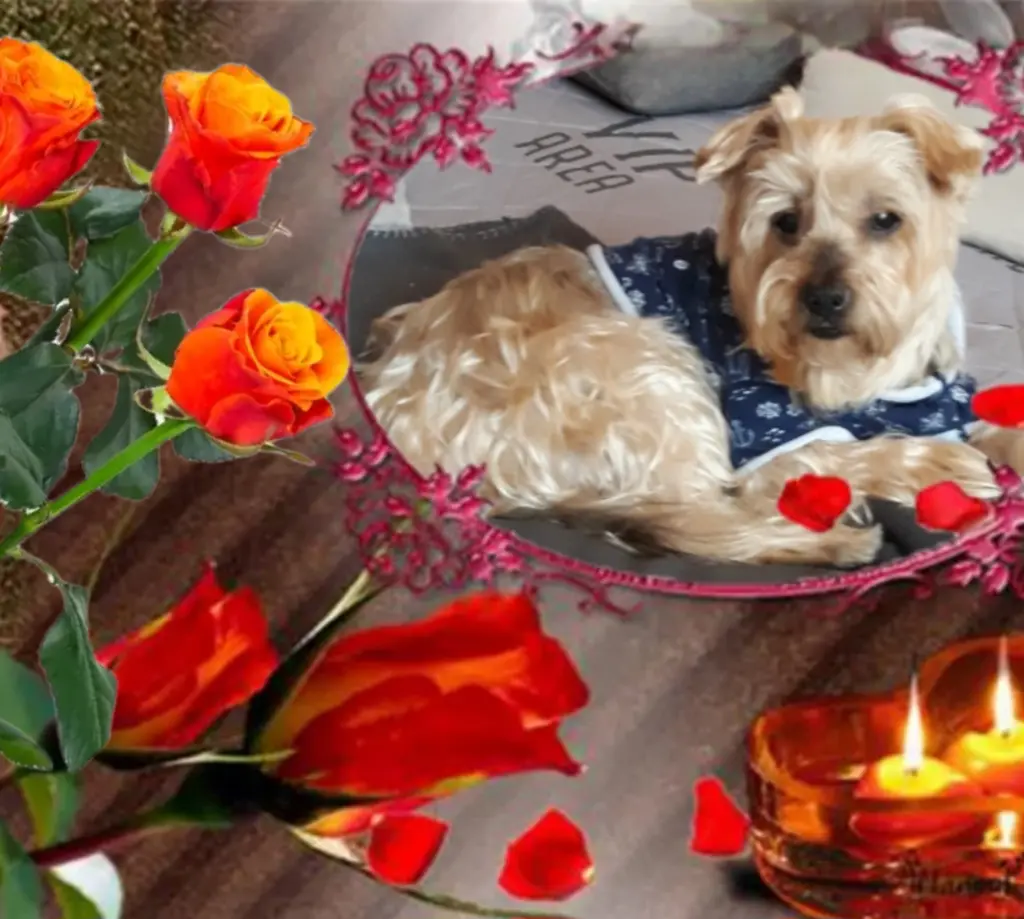 Condolence image of ✨️Dobranoc ✨️ nasz najdroższy Jackusiu♥️