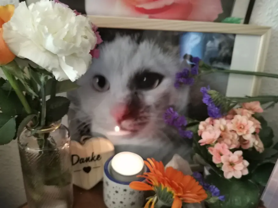Condolence image of Olena mit Lesik für immer im Herzen ❤️