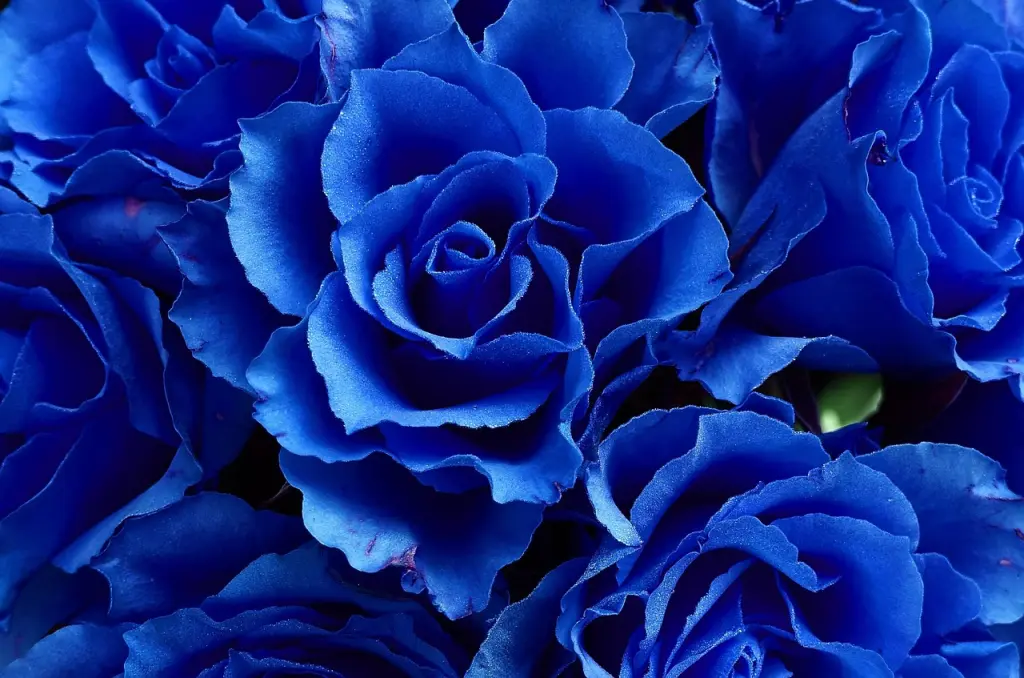 Condolence image of 💙💙🐾💙💙