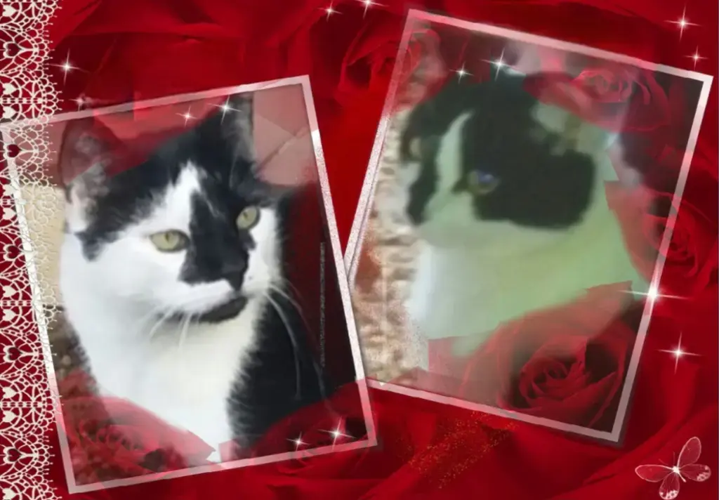 Condolence image of Für Jacki ❤️von Snoopy und Pünktchen❤️❤️