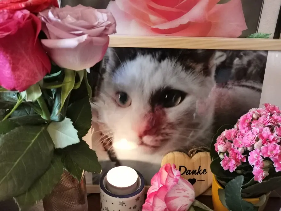 Condolence image of Olena mit Lesik für immer im Herzen ❤️