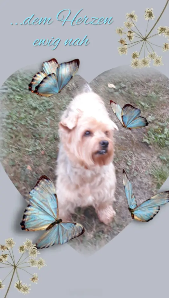 Condolence image of Sonntag, 193 Wochen ohne Dich♥️ liebster Jacki♥️