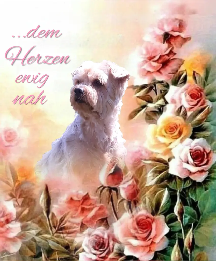 Condolence image of Sonntag, 199 Wochen ohne Dich♥️ unser allerliebster Jacki♥️