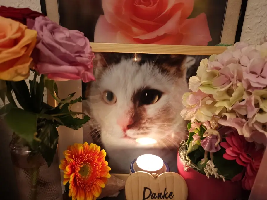 Condolence image of Olena mit Lesik für immer im Herzen ❤️