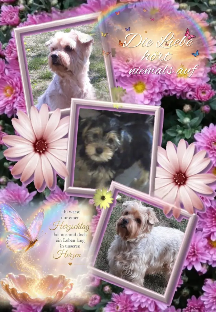 Condolence image of Sonntag, 200 Wochen (46 Monate) ohne Dichꨄ liebster Jackiꨄ