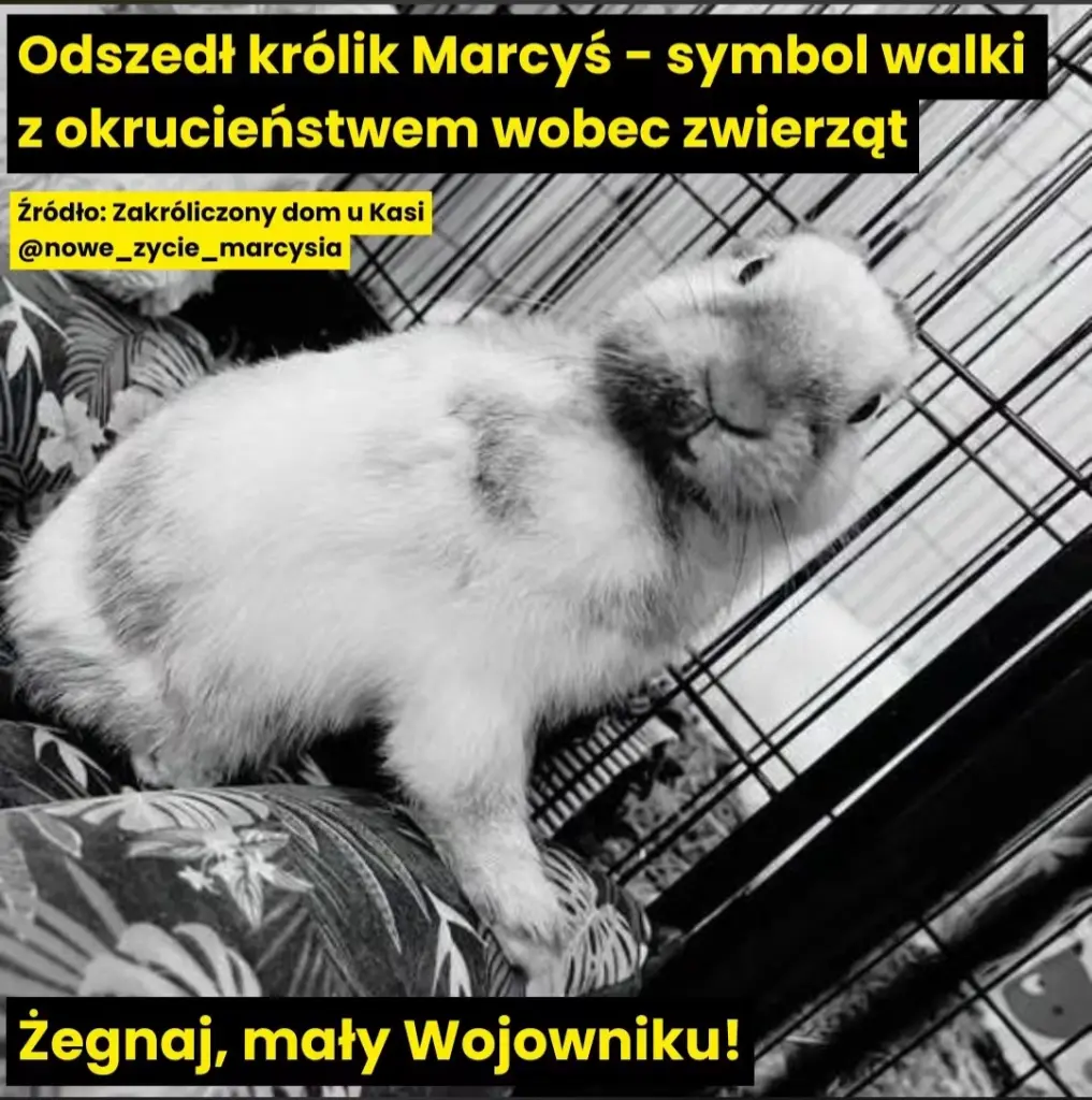 Condolence image of 𓆩♡𓆪Marcyś𓆩♡𓆪 für immer in unseren Herzen𓂃🤍𓂃