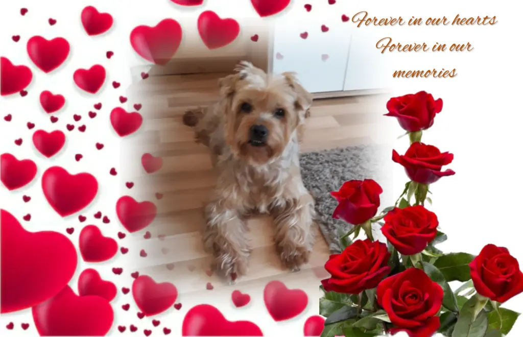 Condolence image of Sonntag, 202 Wochen ohne Dichꨄ liebster Jackiꨄ