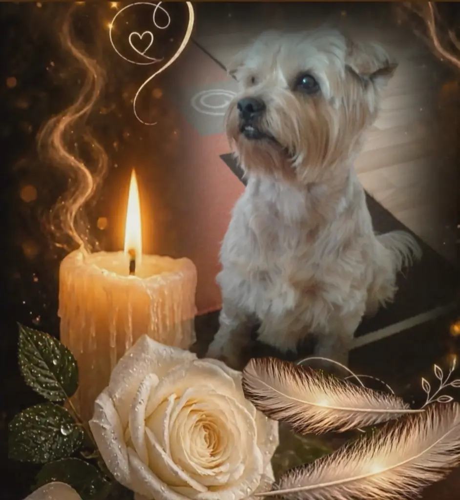 Condolence image of 𓂃🤍☆Dobranoc☆ 🤍𓂃 nasz najdroższy Jackusiuꨄ