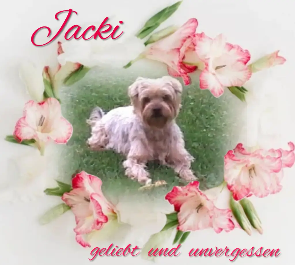 Condolence image of Sonntag, 203 Wochen ohne Dichꨄ liebster Jackiꨄ