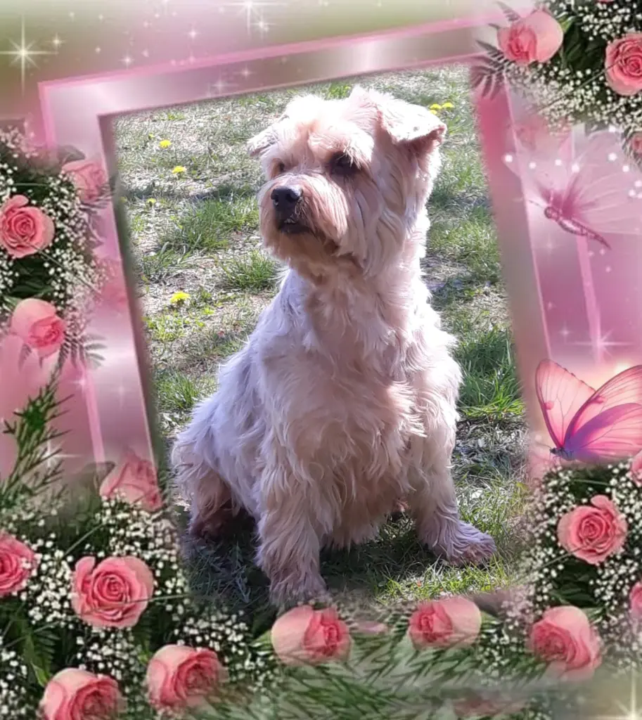 Condolence image of Sonntag, 204 Wochen ohne Dichꨄ liebster Jackiꨄ