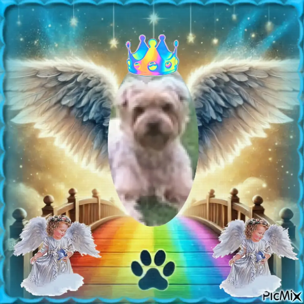 Condolence image of 4.Lata...😭😭😭za Tęczowym Mostem🌈
