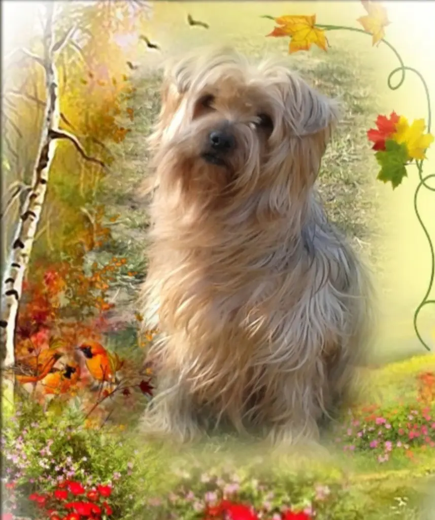 Condolence image of Sonntag, 206 Wochen ohne Dichꨄ liebster Jackiꨄ