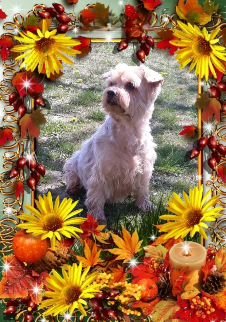 Condolence image of Sonntag, 207 Wochen ohne Dich♡゙ liebster Jacki♡゙