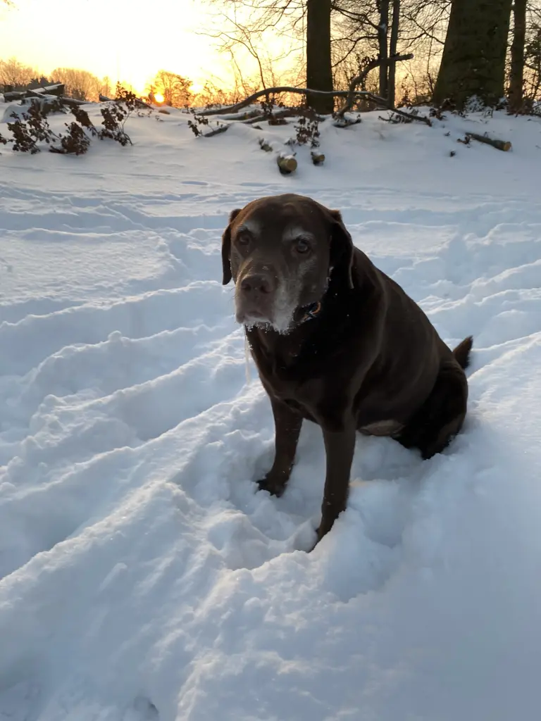 Andachtsbild von Ilona