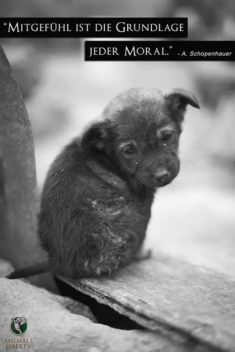 Bild von Schöne Weihnachten für alle Sternchen ❤️