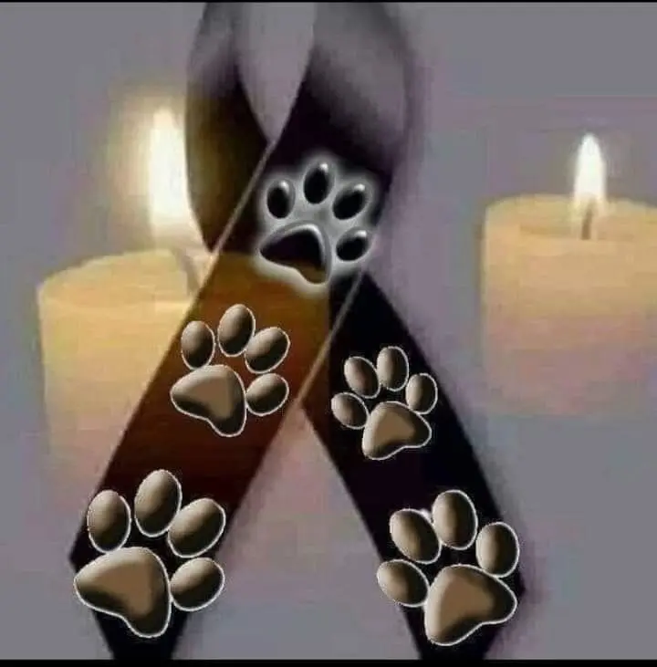 Bild von Schöne Weihnachten für alle Sternchen ❤️