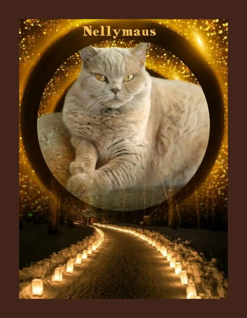 Andachtsbild von Nellymaus 1. Sternchengedenktag❤️☆ ¸.•*¨*•.