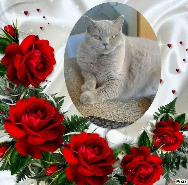 Andachtsbild von Tanja mit Timmy im Herzen