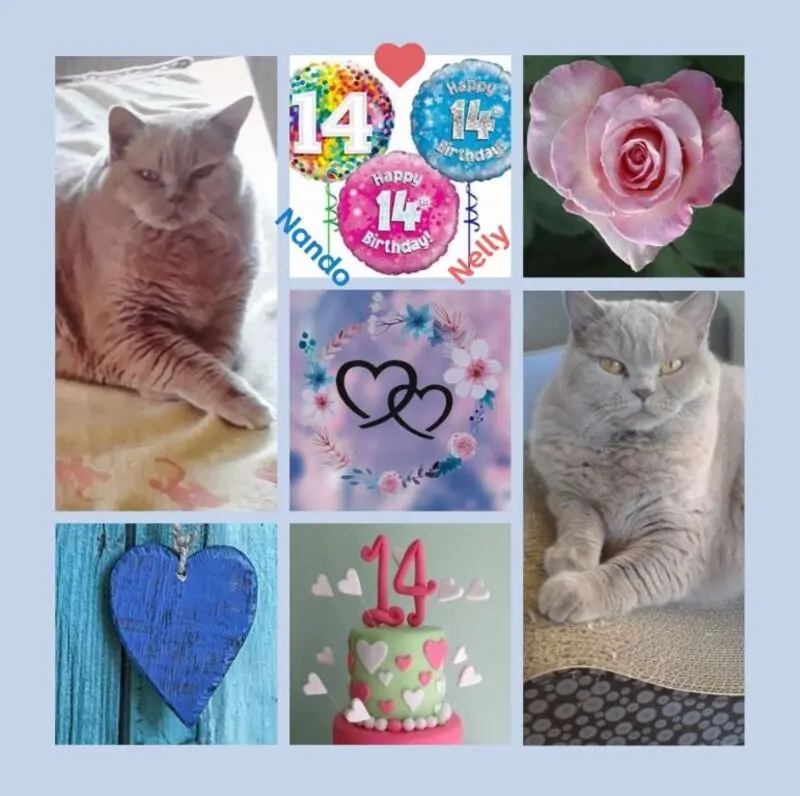 Andachtsbild von Happy Birthday Nelly