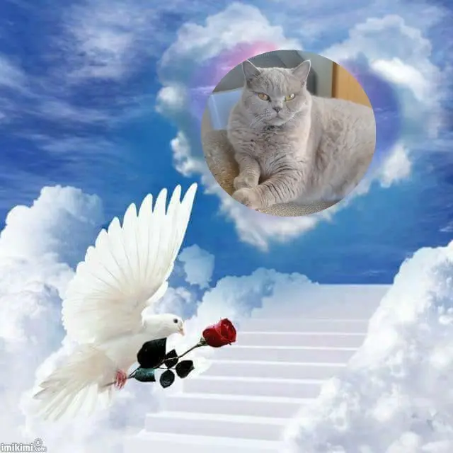 Andachtsbild von 1.Sternchen❤️ Gedenktag❤️