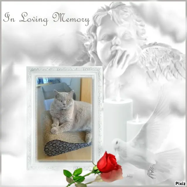 Andachtsbild von Tanja mit Timmy im Herzen