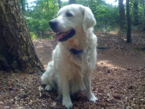 Image from Lord Brando of my Golden Sweety