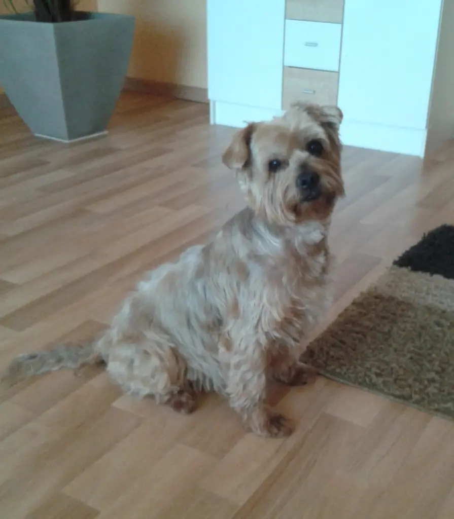 Condolence image of Krzysztof und Ewa mit Jacki tief im Herzen ❤