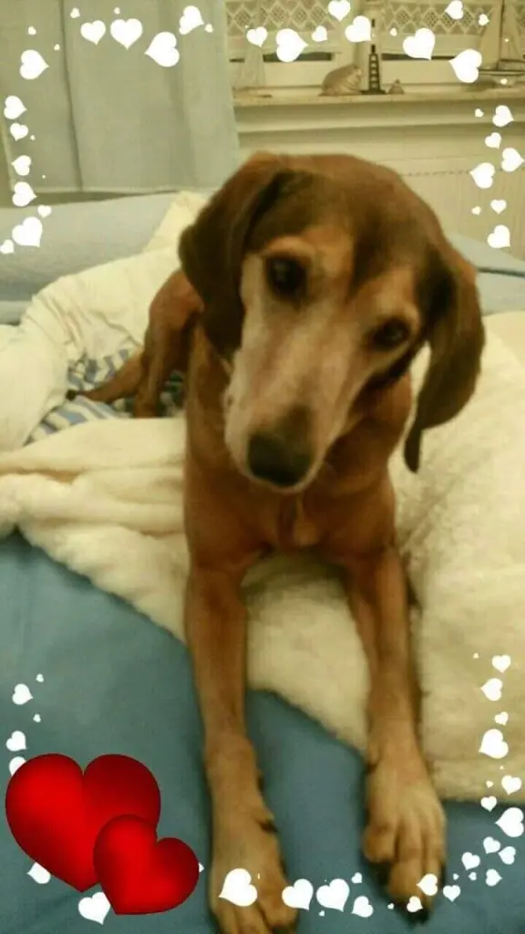 Condolence image of Petra