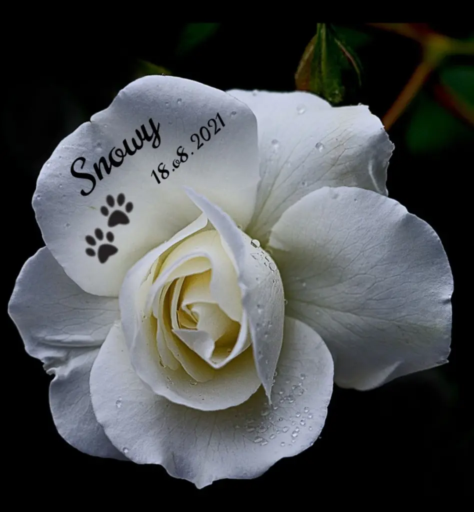 Condolence image of Gaby mit Snowy im Herzen