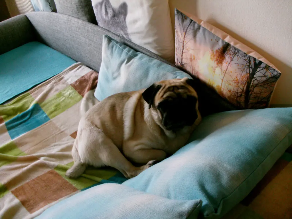 Image from Cookie