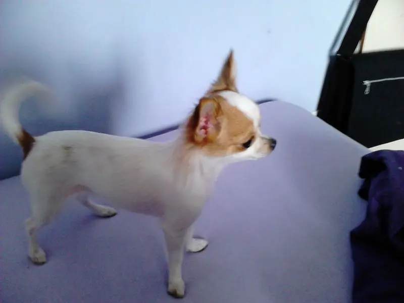 Image from Pepples