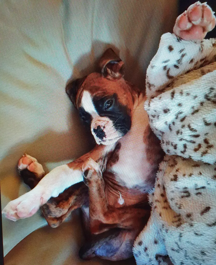 Andachtsbild von Karina und Jörg mit Floyd im ❤ 