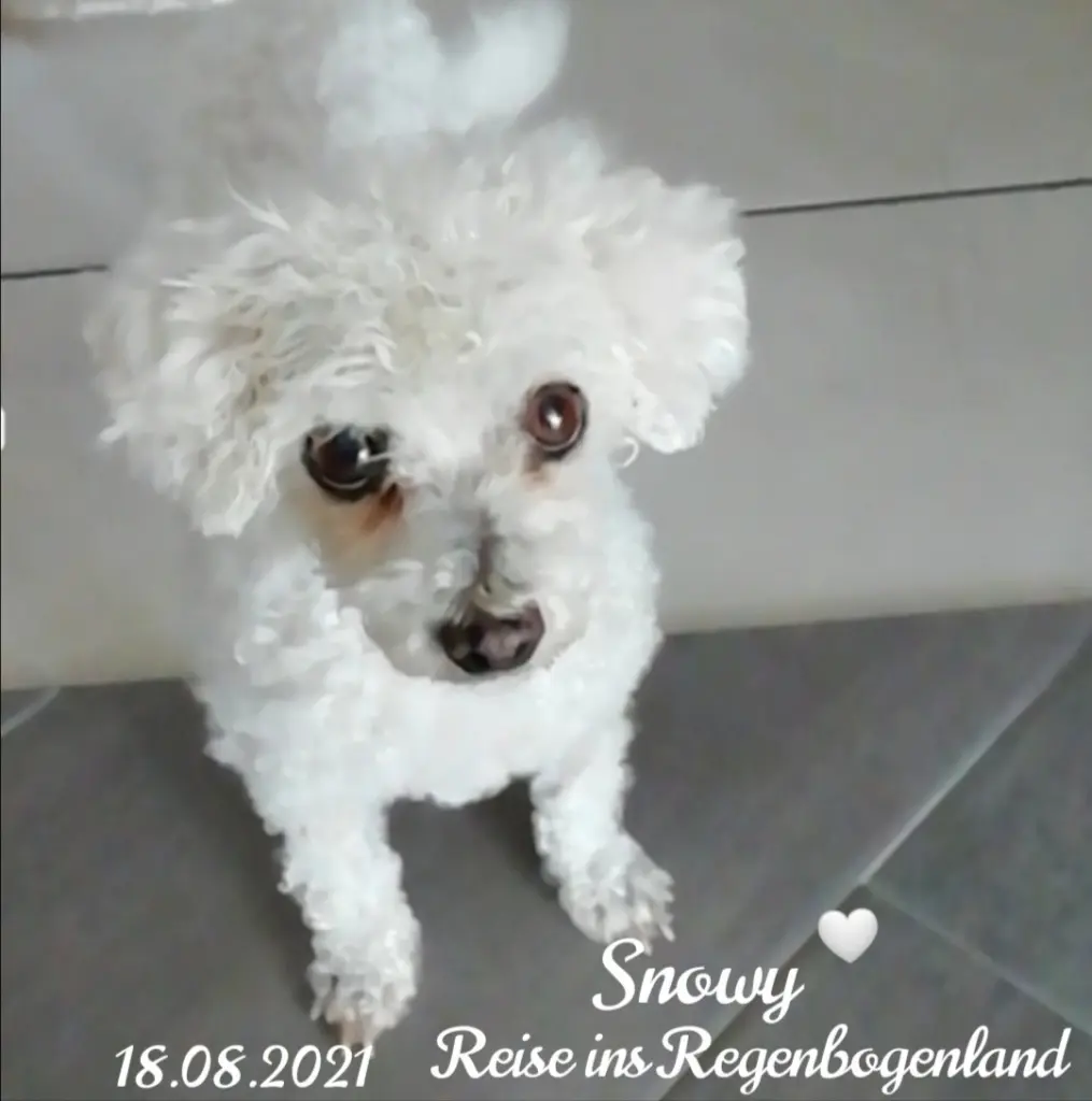 Andachtsbild von Gaby mit Snowy im Herzen 