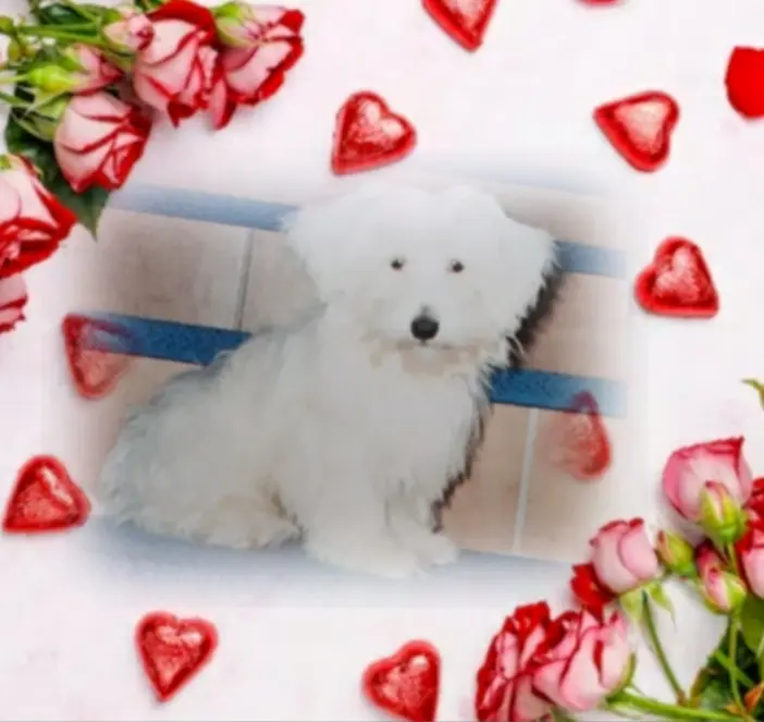 Andachtsbild von Martina mit Seelenhund Samy ♥️⭐♥️ für immer im Herzen