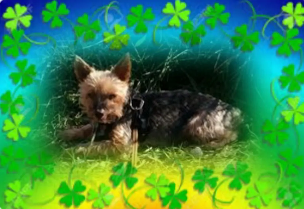 Andachtsbild von Ewa & Krzysztof mit Jacki tief im Herzen ❤