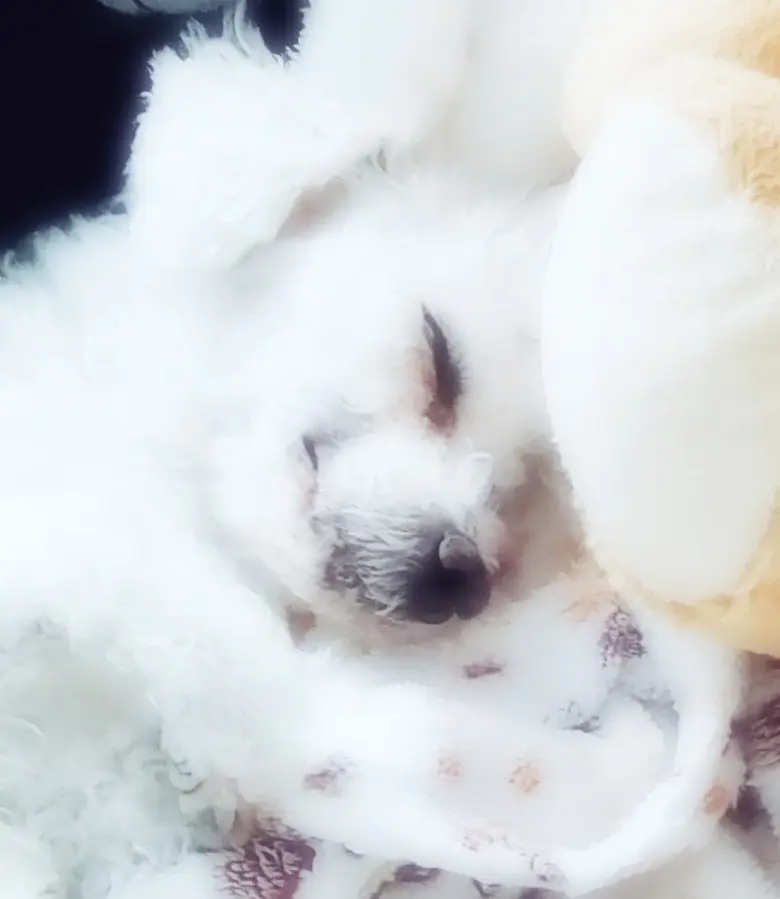 Andachtsbild von Snowy ❤️