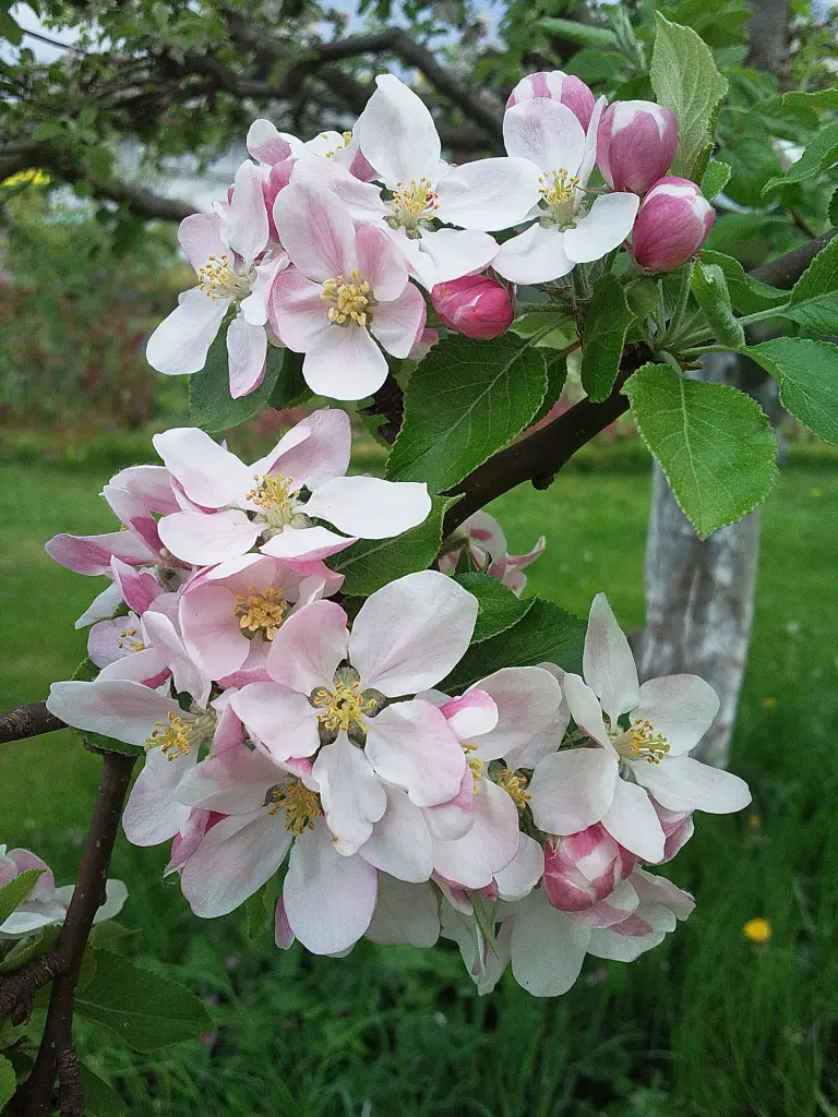 Andachtsbild von Von Mami