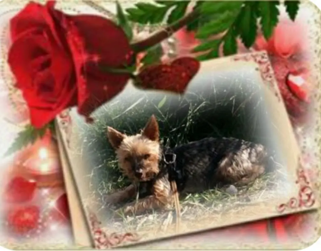 Andachtsbild von Ewa & Krzysztof mit Jacki tief im Herzen ❤