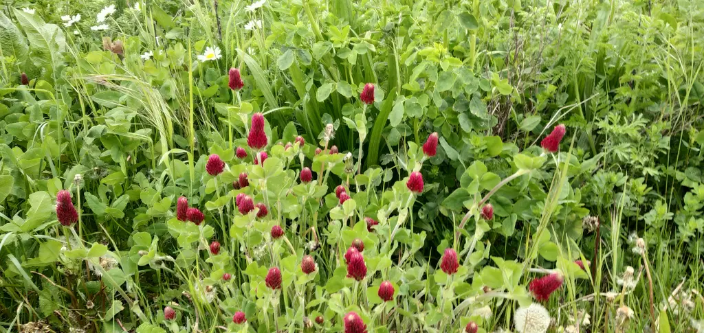 Andachtsbild von Erika