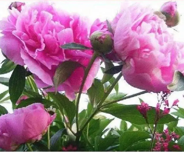 Andachtsbild von Martina mit Seelenhund Samy ♥️⭐♥️ für immer im Herzen 